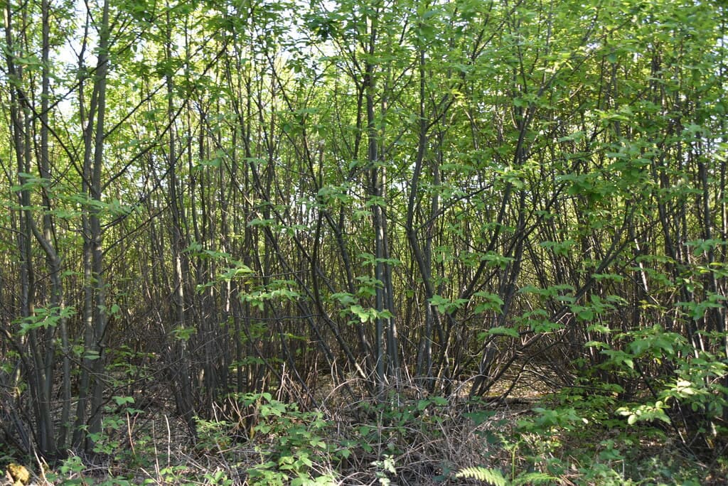 Trees and path in Tudeley Woods