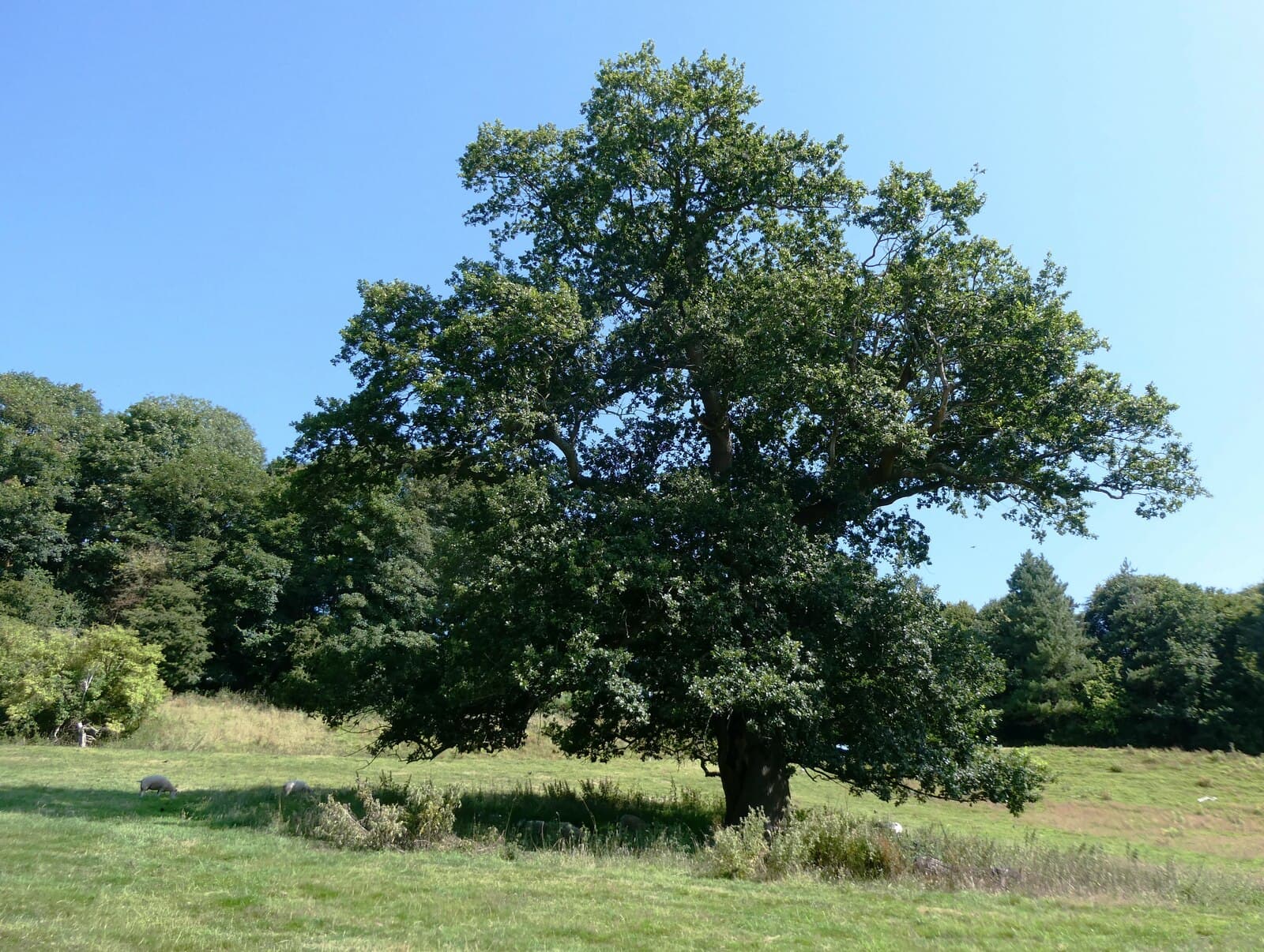 Mature oak tree in open grassland at Brockhill Country Park near Hythe