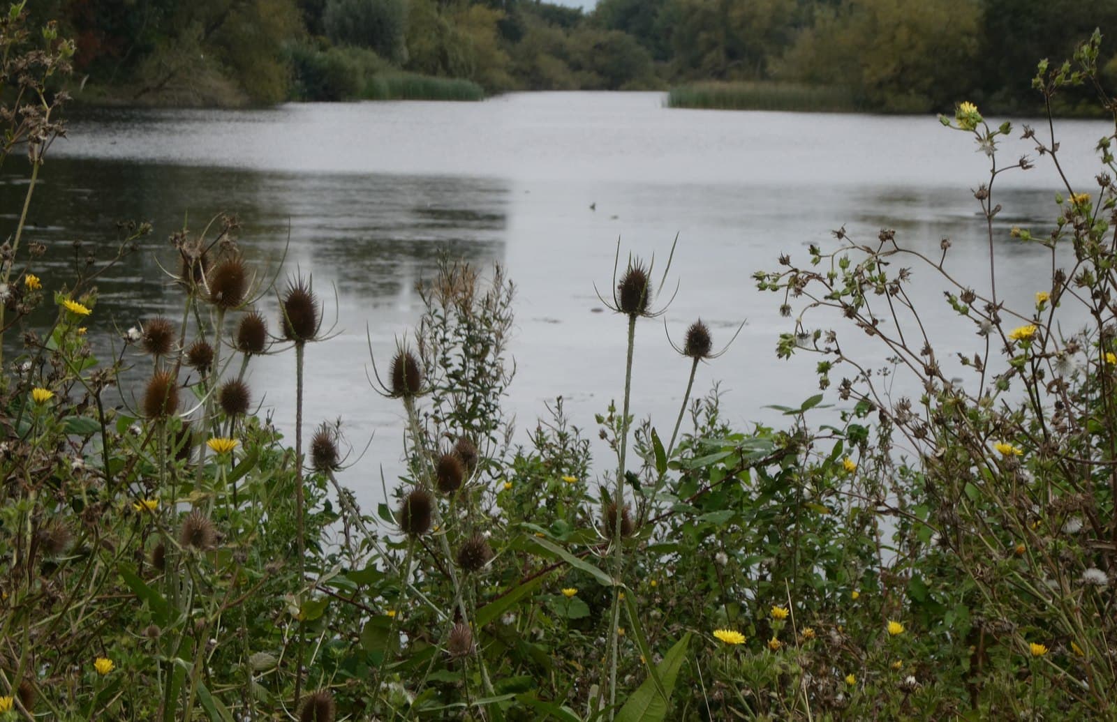 Teasels beside one of the lakes at Leybourne Lakes Country Park