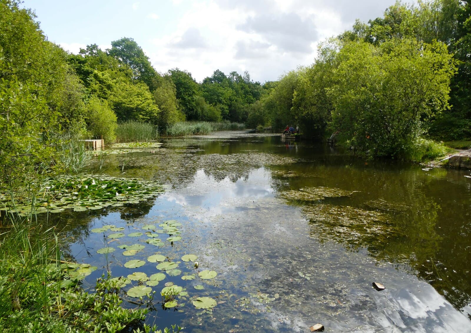 Lily pond surrounded by trees at Shorne Woods Country Park